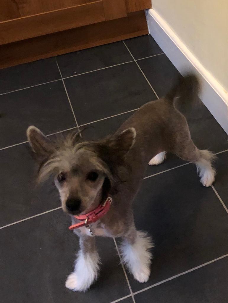chinese crested gumtree